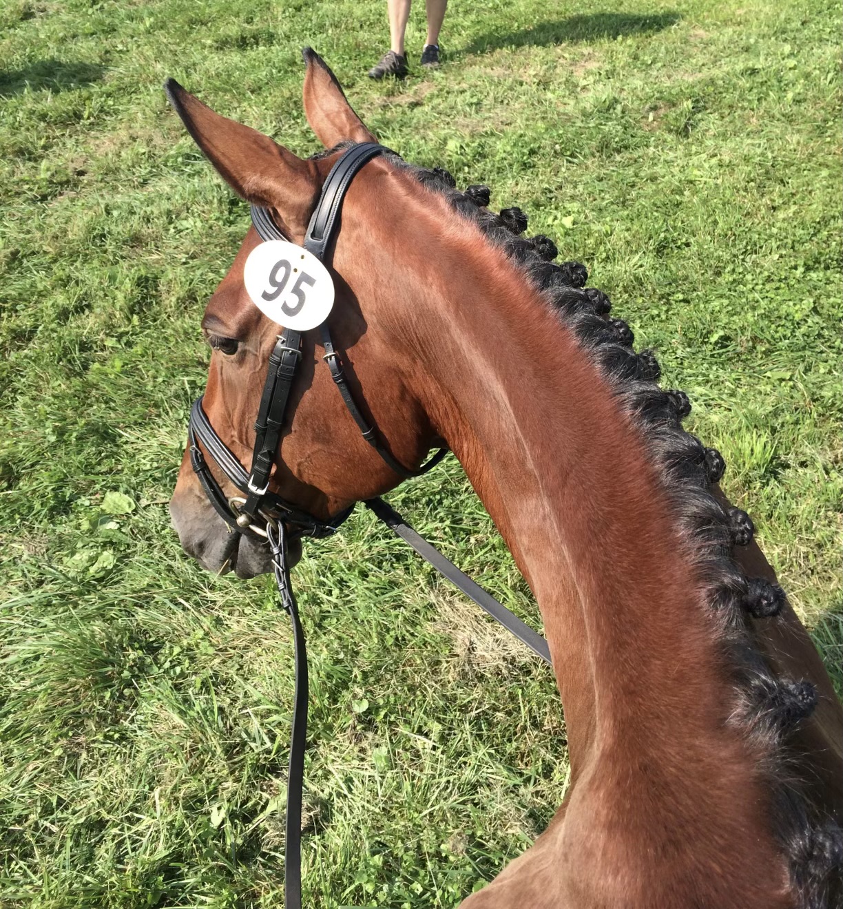 Horse Braiding Clinic